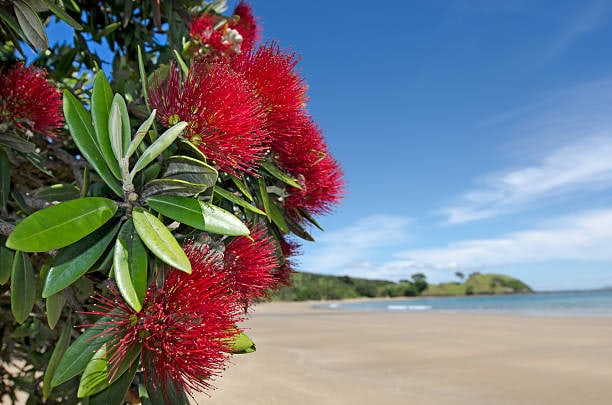 NZ pohutukawa blossoms to represent localisation service for Proofreaders Plus.